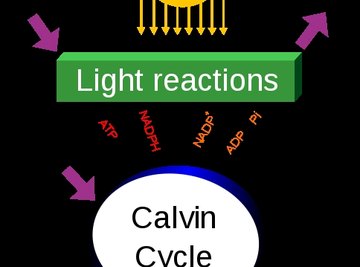 Characteristics of Photosynthesis