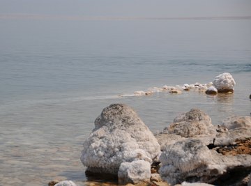 Can Anything Live in the Dead Sea?