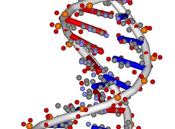 Nucleic Acid Functions