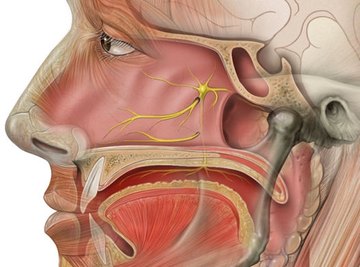 How the Human Nose Works