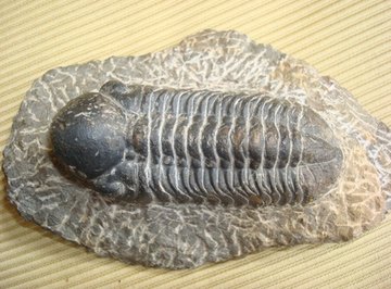 Trilobites are used as index fossils.