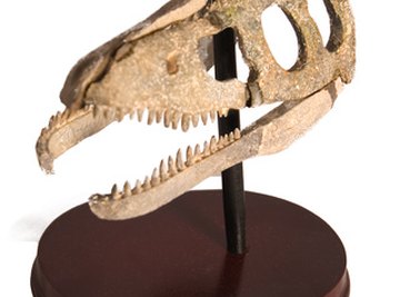Dinosaur bones are one type of body fossil.