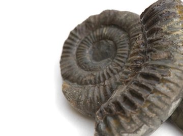 Vinegar can help you clean and preserve fossils.
