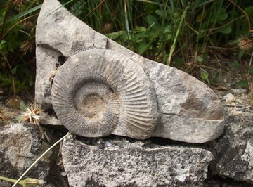 Shell fossils come in a wide range of shapes and sizes.