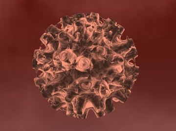 Viruses come in many shapes and sizes.