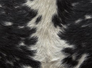 The quality of animal hides used for leather is often improved through treatment with pepsin.