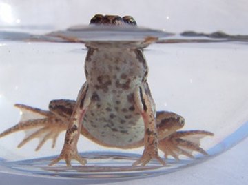 Frogs are sometimes used to determine LC50 of chemicals in water.