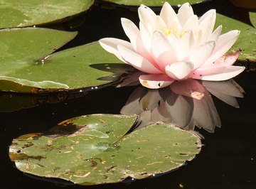 Water lily