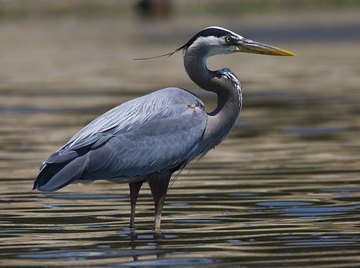 Is the Great Blue Heron an Endangered Species?