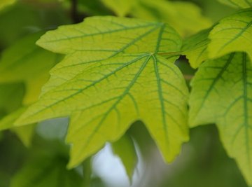 Leaves are organs that collect light for photosynthesis. 
