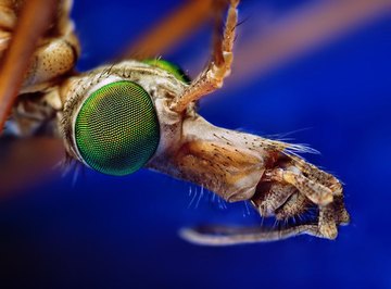 What Is a Crane Fly?