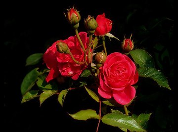 What is the Difference Between a Rose & a Flower?