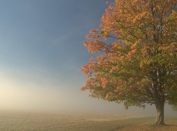 The Effect of Darkness on Photosynthesis