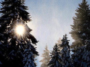 Photosynthesis in Pine Trees