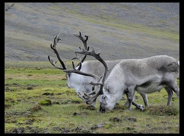 Differences Between the Grassland & the Tundra