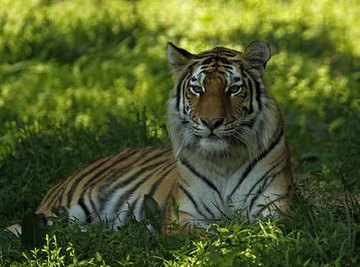 What Kind of Ecosystem Do Tigers Live In?