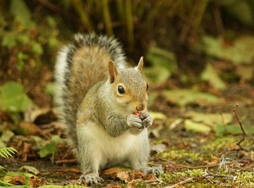 Squirrel Life Cycles