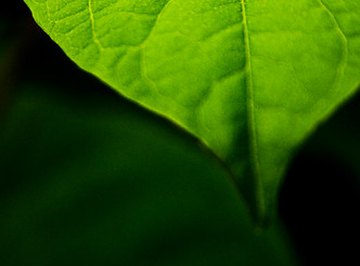 What Is the Waste Product of Photosynthesis?