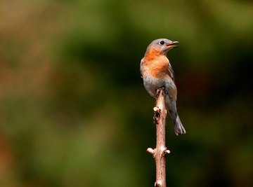 What Is the Difference Between a Male & Female Bluebird?