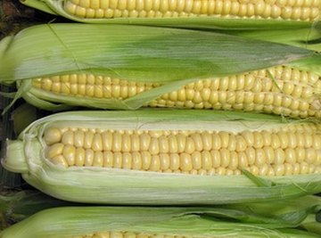 GMOs are common in agriculture with crops such as corn.