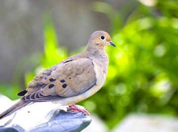 How to Build a Bird House for a Mourning Dove