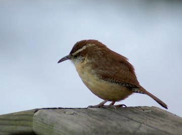 The  Carolina wren, native to West Virginia, mates for life.