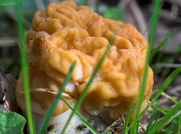 What Is a False Morel Mushroom?