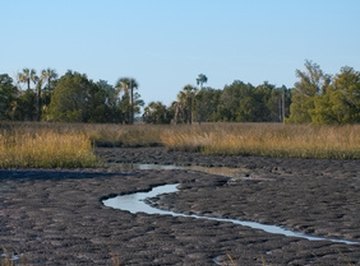 Anaerobic respiration occurs in oxygen-poor marsh muds.