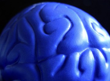 3-D brain models help students understand the organ's complexity.