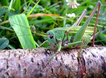 What Are the Characteristics of Grasshoppers?