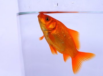 Fish Behavior Science Fair Ideas