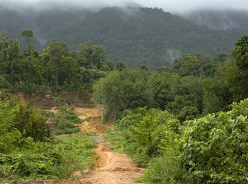 Trees of Tropical Rainforests