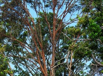 The emergent layer consists of the tallest trees of the rain forest.