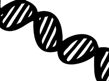 Double helical structures of DNA molecules are easy to make.