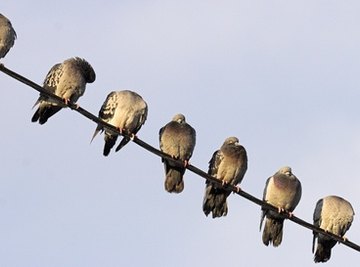 Why Do Birds Sit on Electrical Wires?