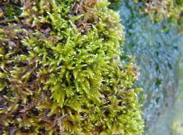 Nonvascular plants like mosses cannot transport water from one part of the plant to another.