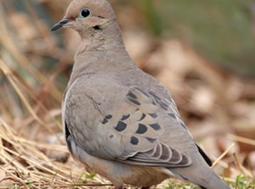 How to Feed Wild Birds and Doves