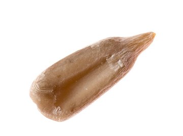 Water seeds must be hard, hollow and long-lasting.