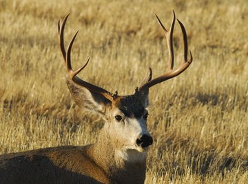 How Do Deer Antlers Grow?