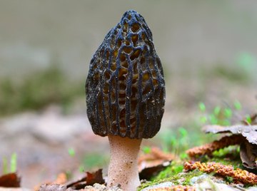 How to Tell Good & Bad Morel Mushrooms