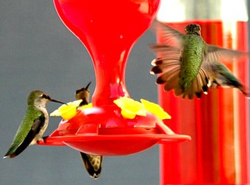 What Is the Sugar Water Formula for Humming Bird Feeders?