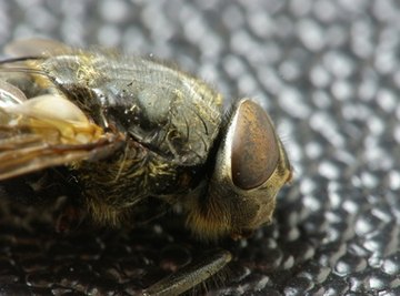 House & Fruit Fly Facts for Kids - What Do Flies Eat?