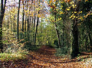 A path through a forest, showing a leaf-covered forest floor