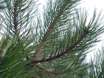 Facts About Pine Needles