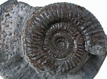 Tennessee is a great place to find well-preserved fossils.