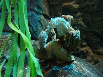 How Do Seahorses Breathe?