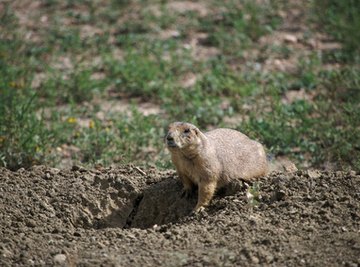 How to Identify Utah Rodents