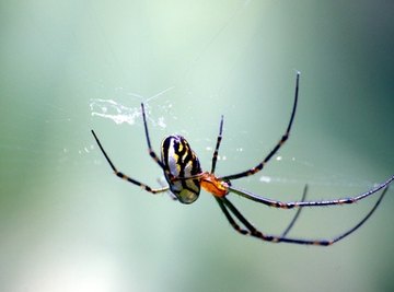 Poisonous spider