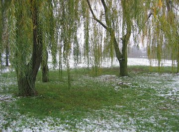 Willow trees have an unusual method of reproduction.