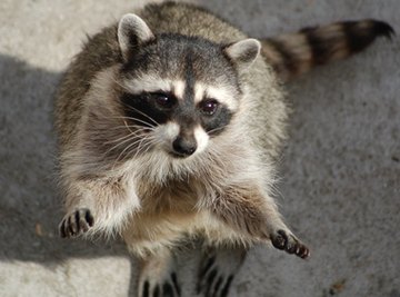 How Do Raccoons Mark Territory?